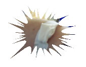arm.jpg